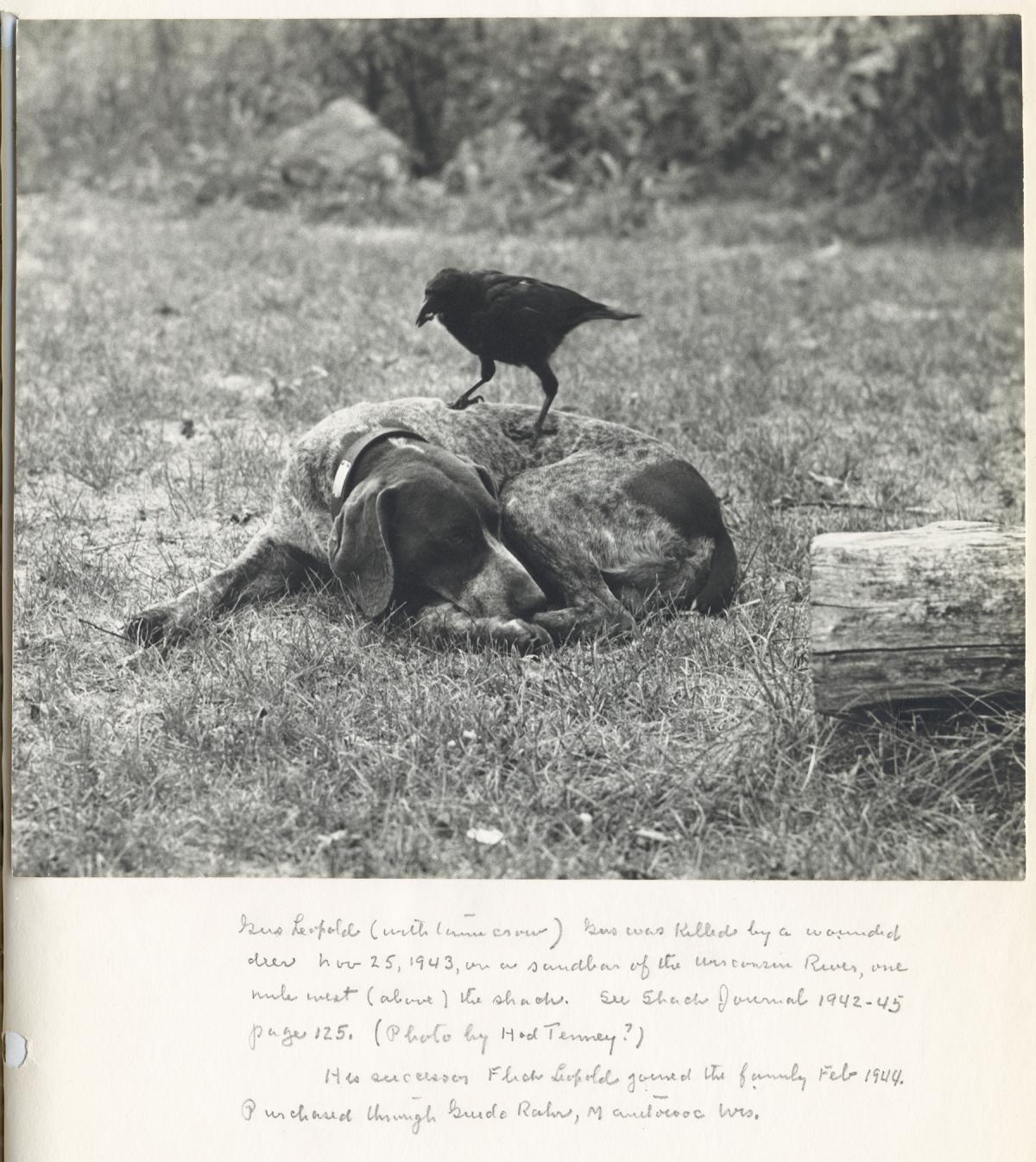 Black and white photo of dog laying down, a crow perched on it, with text at bottom