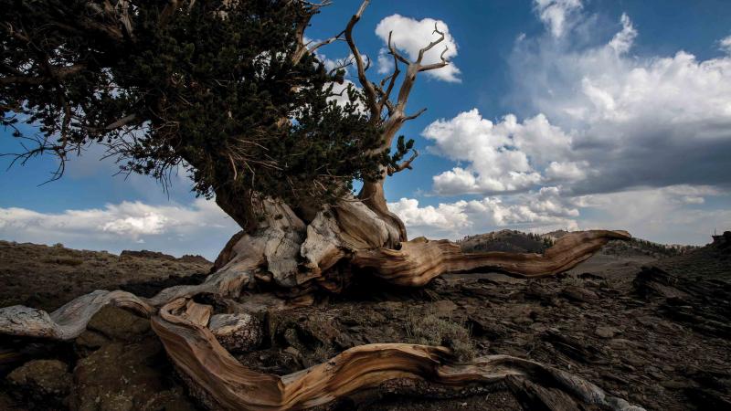 The bristlecone pine: short, gnarly, and capable of great longevity.