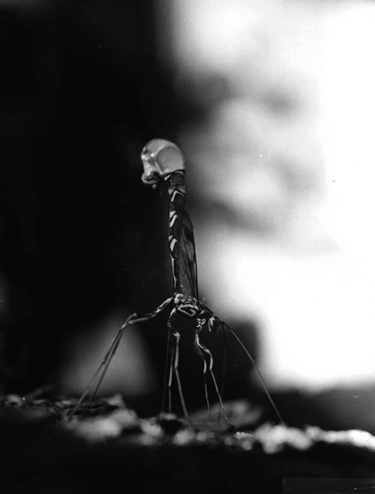 black and white photograph of close up of insect