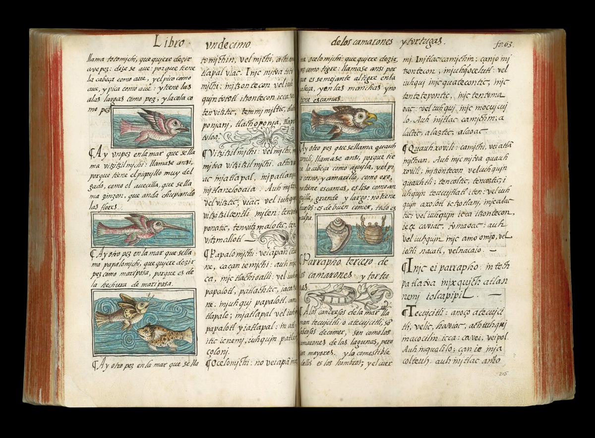 Florentine Codex