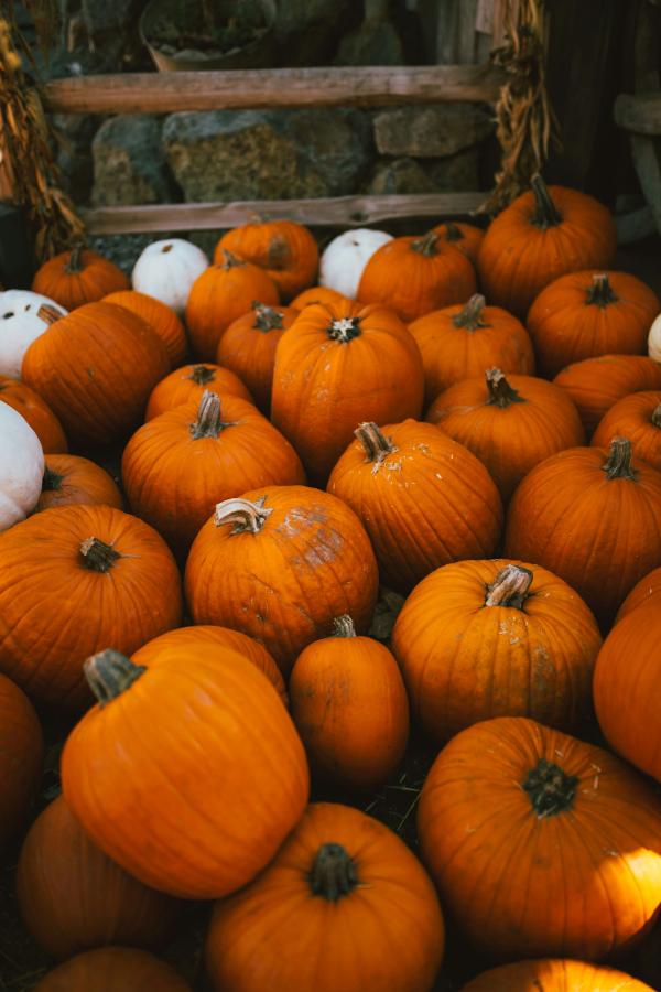 autumn photo of pumpkins 