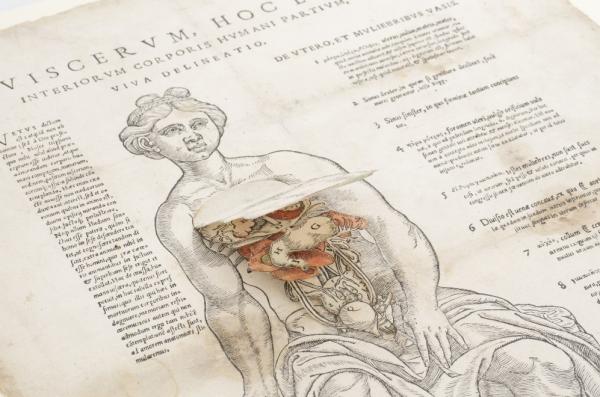 The University of Minnesota will use a Research and Development award to create digital surrogates of often-fragile books that have multi-layer flaps, such as flap anatomies, preserving their interactive nature for users. Portrayed here: Nicolini da Sabbio, G. A. (1539). Viscerum hoc est interiorum corporis humani partium. per Ioan. Ant. de Nicolinis de Sabio, expensis uetro Io. Baptistae Pederzani. 